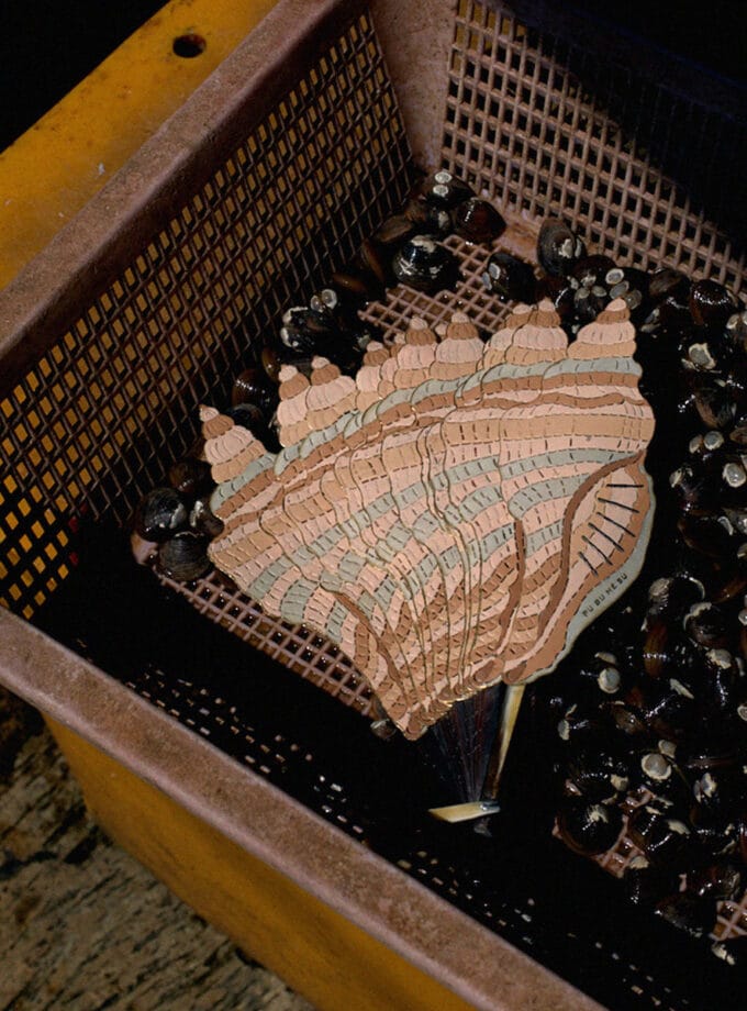 CONCH SHELL