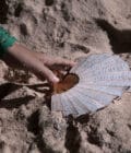 SCALLOP SHELL